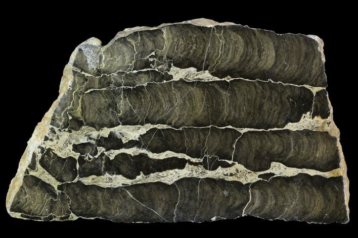 Polished Stromatolite (Boxonia) From Australia - Million Years #129150